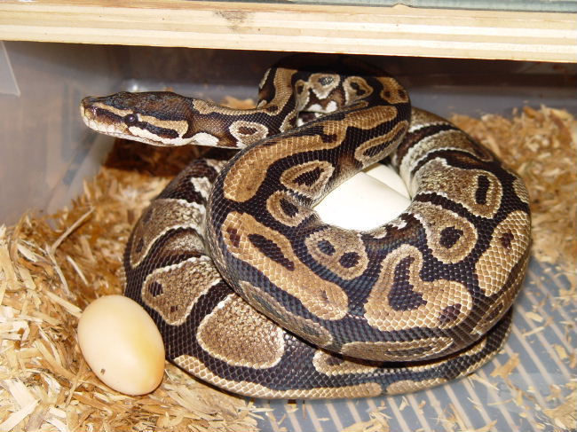 ball