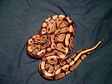 normal ball pythons
