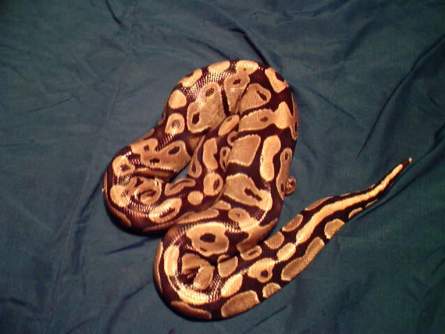 normal ball pythons