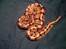 normal ball pythons