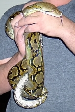 pic 2 of het
