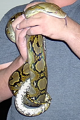 pic 2 of het