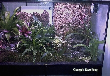 George's Dart Frog