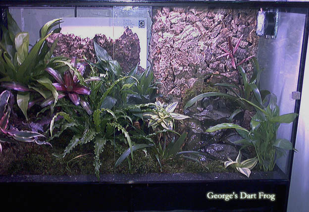George's Dart Frog