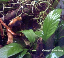 George's Dart Frog