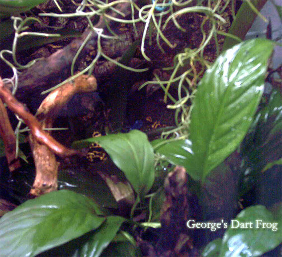 George's Dart Frog