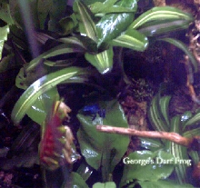 George's Dart Frog