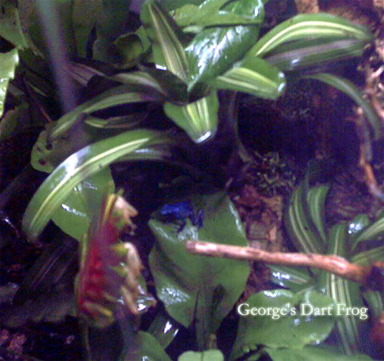 George's Dart Frog
