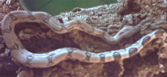 Fine Line (male)