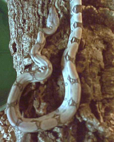 Fine Line (male)