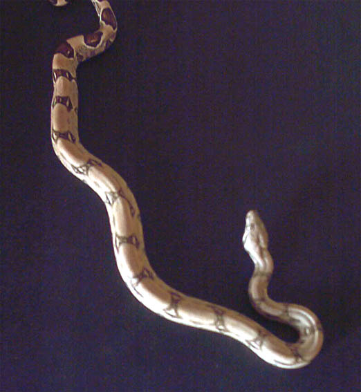 Fine Line (male)