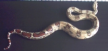 Colombian red tail(spotted phase)