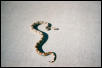 Bammer...with a shadow!!!