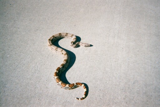Bammer...with a shadow!!!