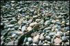 I have a Boa...and make it on the Rocks!