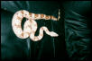 Spunky a boa...a future snake?