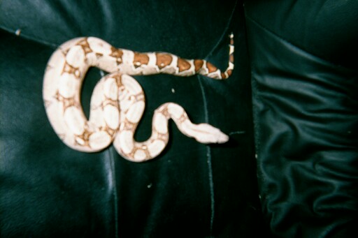 Spunky a boa...a future snake?