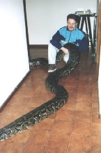 "Molurona" 20 feet - 264 pounds (09/2001)