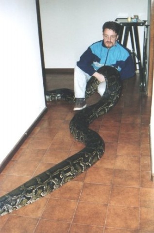 "Molurona" 20 feet - 264 pounds (09/2001)