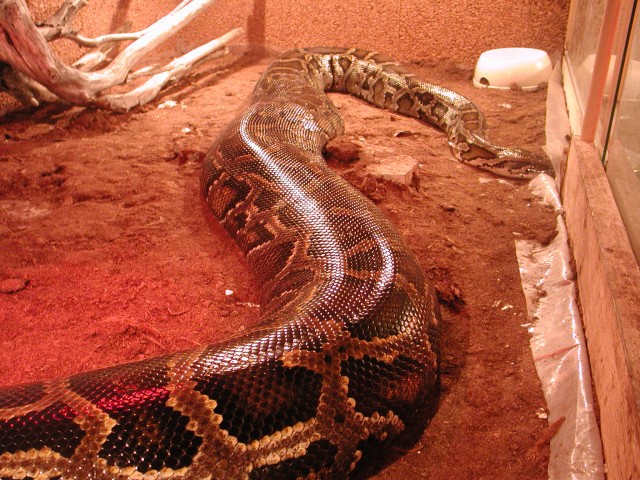 "Molurona" 20 feet - 264 pounds