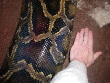 "Molurona" 20 feet - 264 pounds (2004)