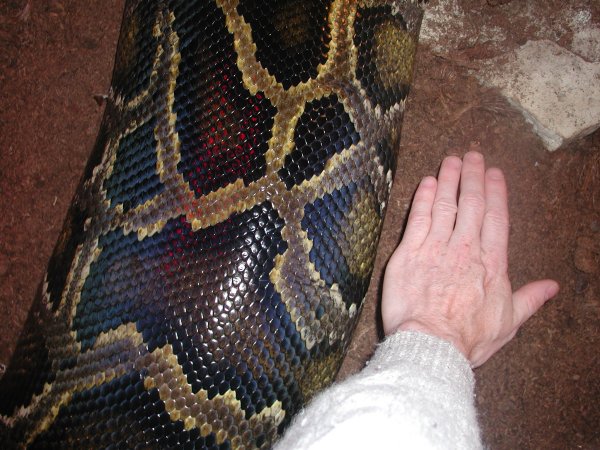"Molurona" 20 feet - 264 pounds (2004)