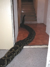 Molurona 2005