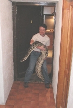 Burmese 20 Feet