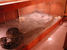 Burmese 20 Feet - Cage