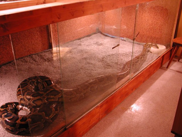 Burmese 20 Feet - Cage