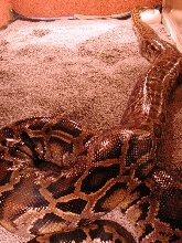 "Molurona" 20 feet - 264 pounds