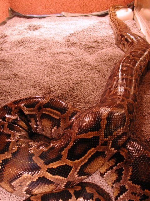 "Molurona" 20 feet - 264 pounds