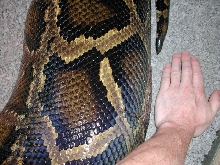 "Molurona" 20 feet - 264 pounds