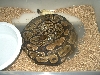maternal incubation