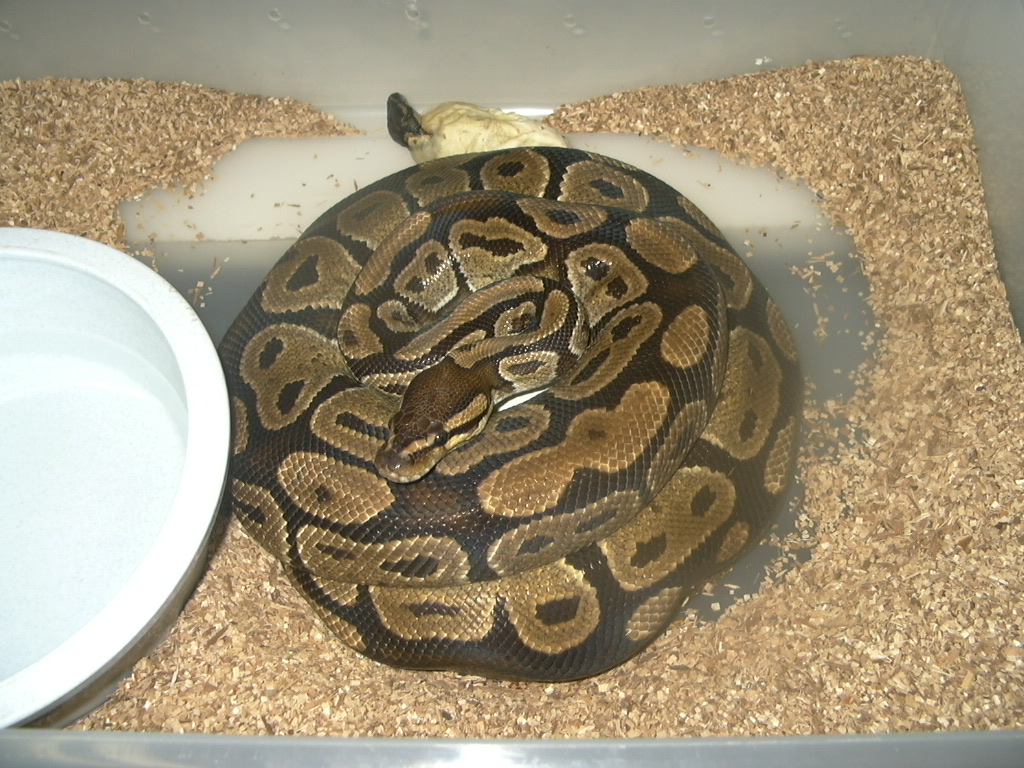 maternal incubation