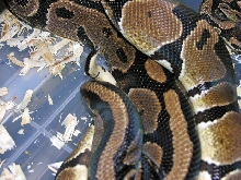 Ball Pythons Breeding