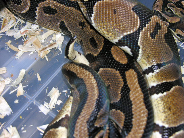 Ball Pythons Breeding