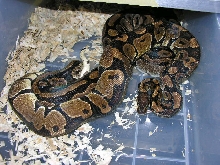 Het Lavender Albino pairing