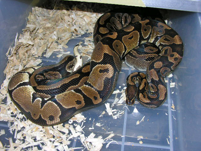 Het Lavender Albino pairing