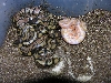 2007 Lav. Albino clutch
