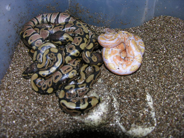 2007 Lav. Albino clutch
