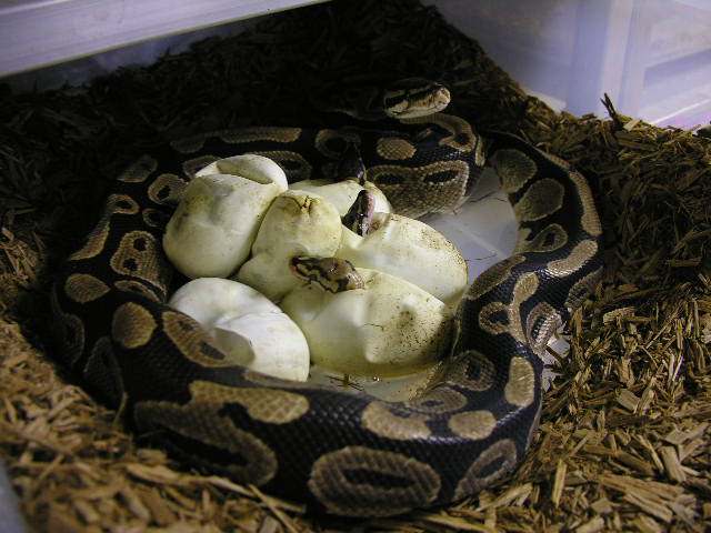 maternal incubation
