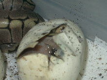 spider hatchling2