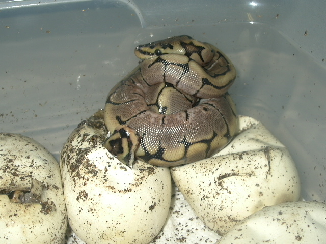 spider hatchling1