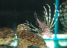 Saltwater Photos