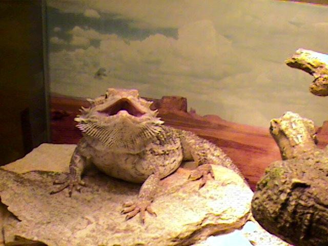 Say ahhhh...