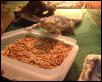 Egor with a tub of meal worms