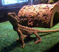 Young Egor