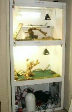 Beardie Condo