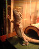Egor